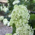 Hydrangea arborescens 'Annabelle'