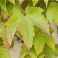 Parthenocissus tricuspidata 'Veitchii'