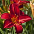 Hemerocallis, rot