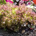 Lactuca sativa var. crispa 'Lollo rosso'