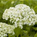 Hydrangea arborescens 'Lime Rickey'(s)