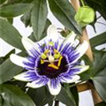 Passiflora caerulea