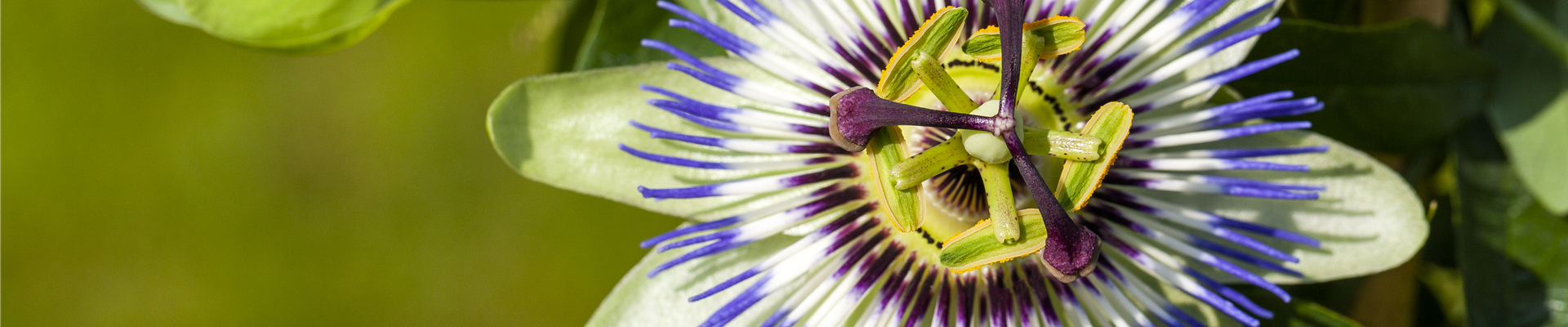 Passiflora caerulea