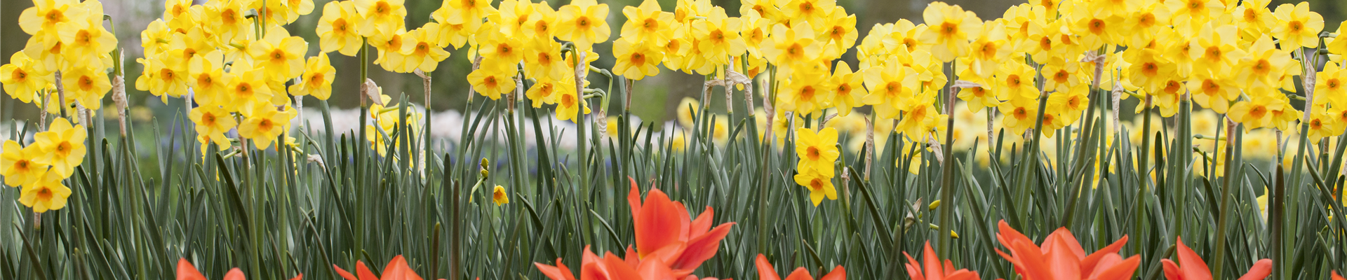 Tulipa greigii