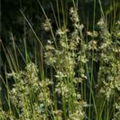 Juncus effusus