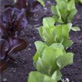 Lactuca sativa var. longifolia