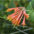 Lonicera x brownii 'Dropmore Scarlet'