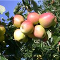 Malus domestica 'Prinzenapfel'