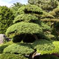 Juniperus chinensis