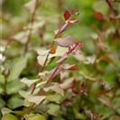 Lagerstroemia indica 'Berry Dazzle'®