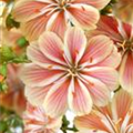 Lewisia cotyledon 'Regenbogen'