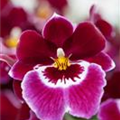 Miltoniopsis