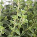 Origanum vulgare