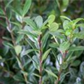 Ilex crenata 'Robustico'