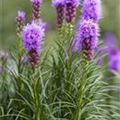 Liatris spicata