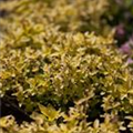 Origanum vulgare 'Aureum'