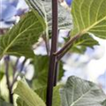 Hydrangea macrophylla 'Black Steel® Zorro'