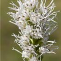 Liatris spicata 'Alba'