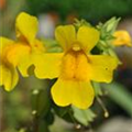 Mimulus luteus