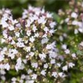 Origanum vulgare 'Compactum'