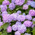 Hydrangea 'Endless Summer'®