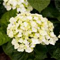 Hydrangea 'The Bride'®