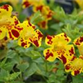 Mimulus x hybrida