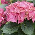 Hydrangea 'Everbloom'