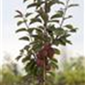 Malus domestica 'Redlane'