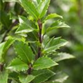 Ilex meserveae