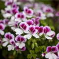 Pelargonium 'Angel Eyes'®