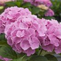 Hydrangea 'Forever & Ever'®