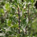 Ilex meserveae 'Blue Angel'®