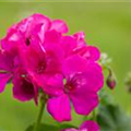 Pelargonium 'Calliope'®