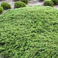 Juniperus communis 'Green Carpet'