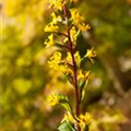 Ligularia stenocephala 'Little Rocket'