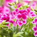 Pelargonium crispum