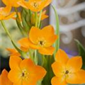 Ornithogalum dubium 'Cape Star'