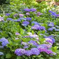 Hydrangea macrophylla