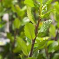 Ilex meserveae 'Blue Prince'®