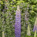 Lupinus polyphyllus