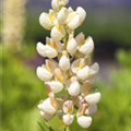 Lupinus polyphyllus 'Kronleuchter'