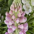 Lupinus polyphyllus 'Nanus Gallery'