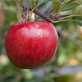 Malus domestica 'Rote Jonagold'