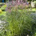 Miscanthus sinensis