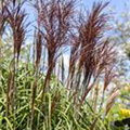 Miscanthus sinensis 'Ghana'