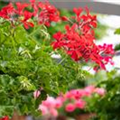 Pelargonium Grand Idols®