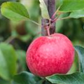 Malus domestica 'Roter Berlepsch'