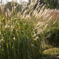 Miscanthus sinensis 'Adagio'