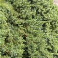 Juniperus conferta 'Blue Pacific'